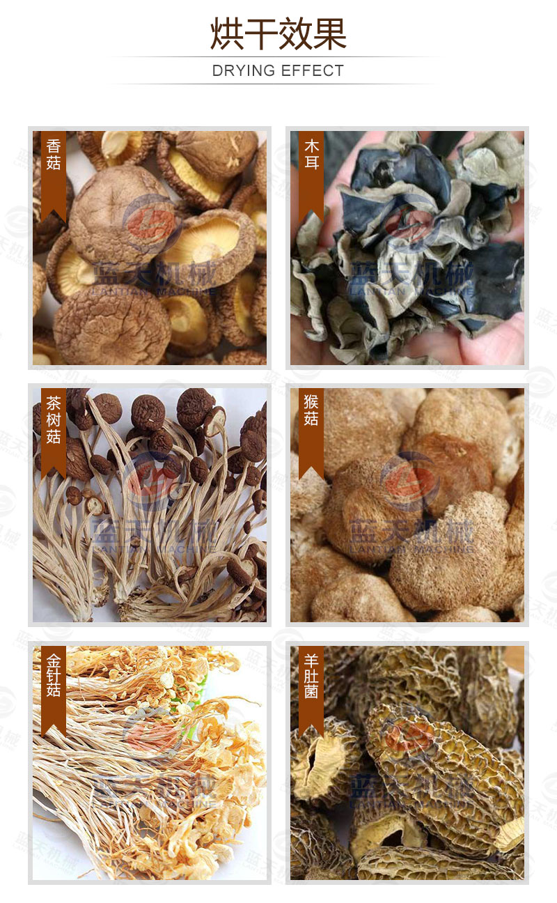 木耳網(wǎng)帶烘干機(jī)烘干效果