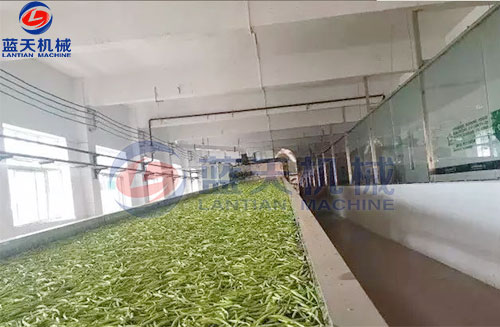 山西黃花菜網(wǎng)帶烘干機客戶現(xiàn)場