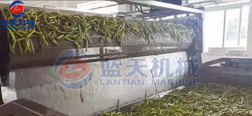 山西黃花菜網(wǎng)帶烘干機客戶現(xiàn)場